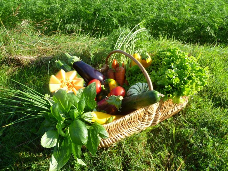 ESAT de la Vertonne » Maraîchage